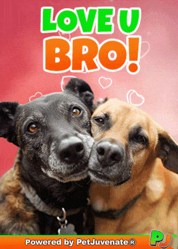 a picture of two dogs with the words love u bro