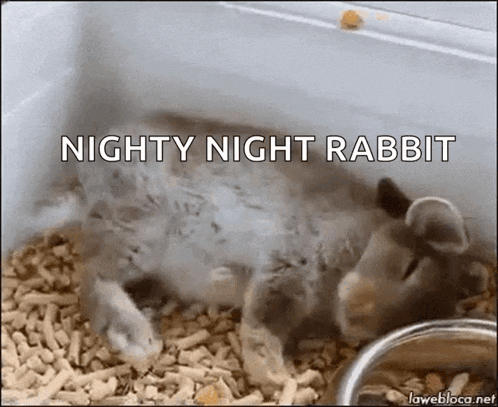 a rabbit is laying in a cage with the words nighty night rabbit written above it