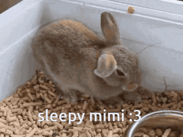 Mimi Mia GIF - Mimi Mia Bunny GIFs