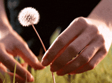 a close up of a person holding a dandelion in their hands