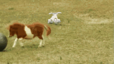 a brown and white dog is running towards a ball .