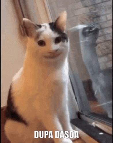 Dupa Dasda Polite GIF - Dupa Dasda Polite Cat GIFs
