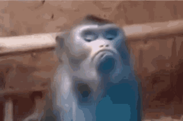 Grumpy Monkey GIF - Grumpy Monkey Snob GIFs