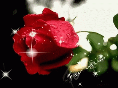 For You Rose GIF - For You Rose Bloom GIFs