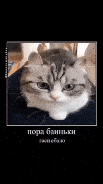 a cat is laying on a person 's lap with a caption in a foreign language