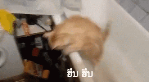 แมว ฮึบ กระโดด พยายาม GIF - Cat Go Go Struggle GIFs