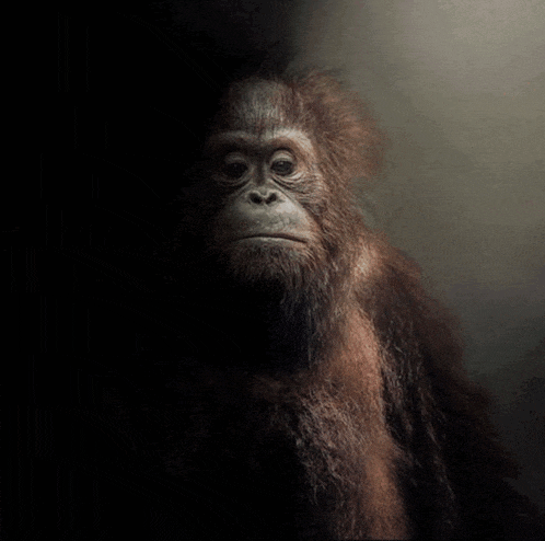a close up of a monkey 's face against a black background
