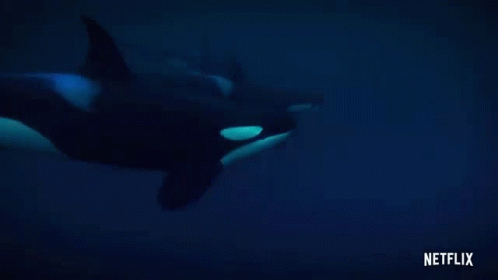 Swimming Orca GIF - Swimming Orca Whale GIFs