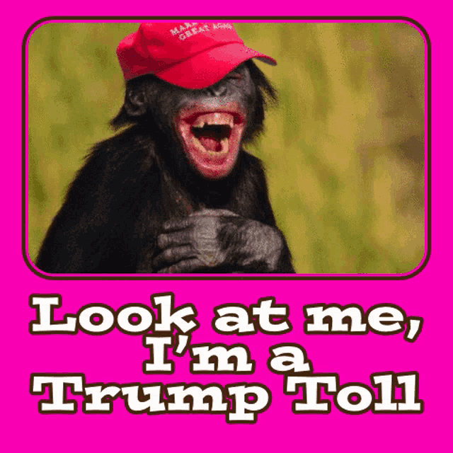 a chimpanzee wearing a make america great again hat