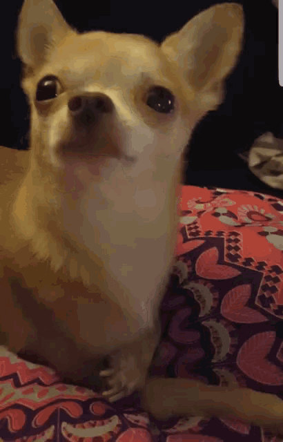 Chihuahua Yawn GIF - Chihuahua Yawn Yawning GIFs