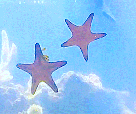 two starfish are floating in a blue tank