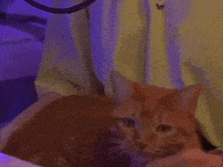 a close up of an orange cat laying on a person 's lap