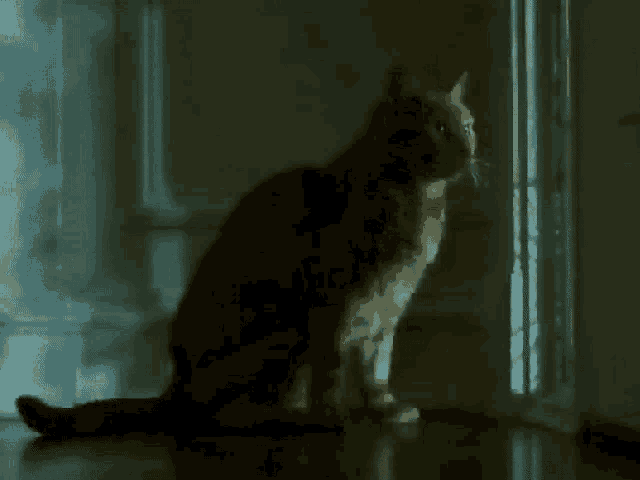a cat is sitting in a dark room looking out a window .