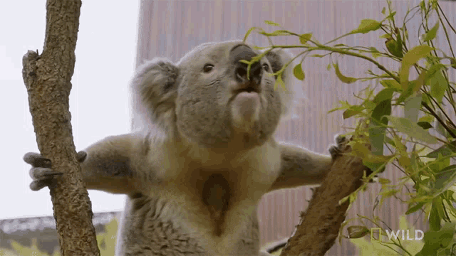 Screech National Geographic GIF - Screech National Geographic Secrets Of The Zoo Down GIFs