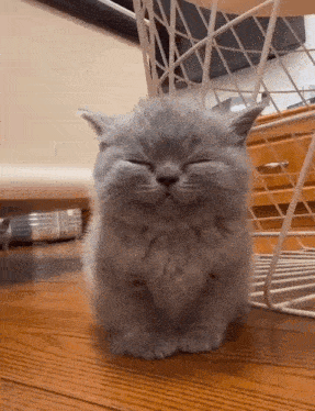 a small gray kitten is sitting on the floor with its eyes closed .