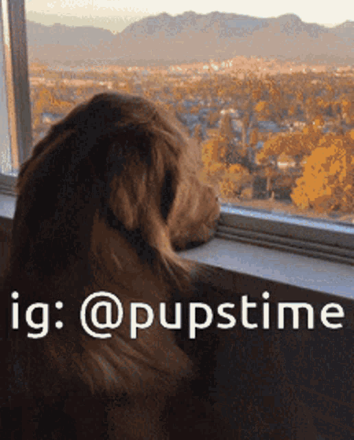 a dog looking out of a window with the hashtag @pupstime written below it