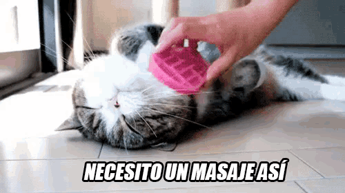 a person is brushing a cat with a pink brush with the words necesito un masaje a written below