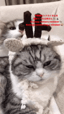a cat wearing a reindeer hat is laying down on a couch