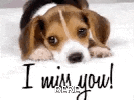 a beagle puppy is laying on a bed with the words `` i miss you ! '' written on it .