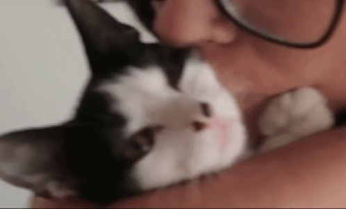 Lyna Evelyn Vallejos GIF - Lyna Evelyn Vallejos Cat GIFs