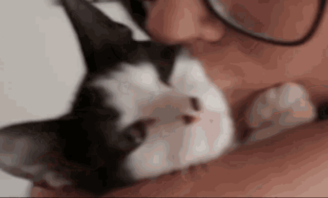 a person is holding a black and white cat in their arms .