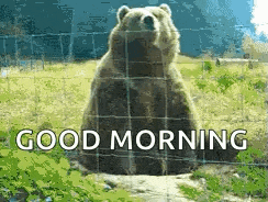 a bear is sitting in front of a fence with the words `` good morning '' written below it .