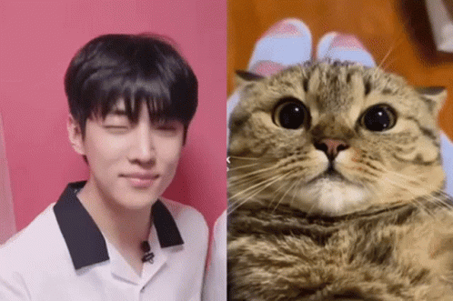 Jaechan Cat GIF - Jaechan Cat Cute GIFs