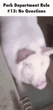 a picture of a pig with the words pork department rule # 13 : no questions