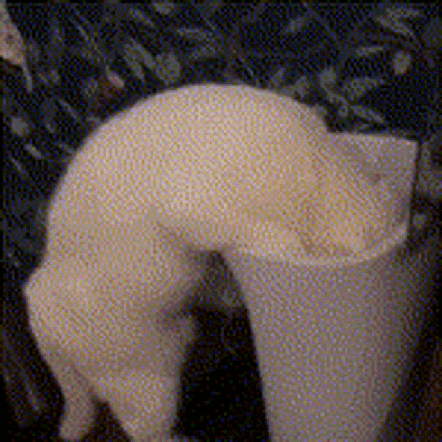 a white cat is laying down on a couch and looking down
