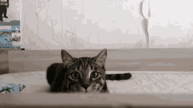 a cat is laying on a bed and looking at the camera .