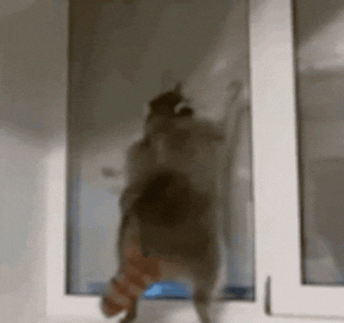 a cat is standing on a window sill looking out .