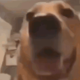 Screaming Dog GIF - Screaming Scream Dog GIFs