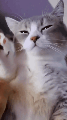 Cat Cute GIF - Cat Cute Handshake GIFs