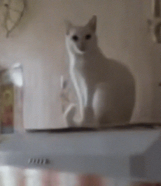 a white cat is sitting on top of a white shelf