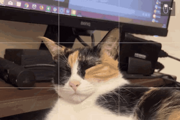 努努 Cat GIF - 努努 Cat Picture GIFs