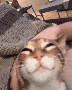 a close up of a person petting a cat on a bed