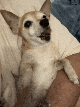 a small dog laying on a person 's lap with its tongue hanging out