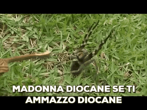 Diocane Ragno GIF - Diocane Ragno Spider GIFs
