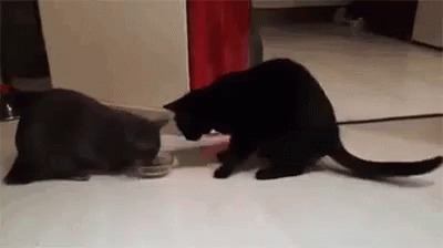 Cat Steals Food GIF - Greedy Cat GIFs