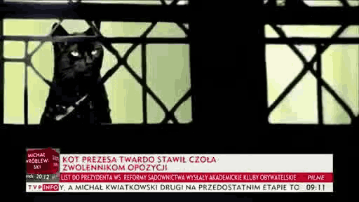 Jaro Slaw Kaczynski GIF - Jaro Slaw Kaczynski Cat Nail Piling GIFs