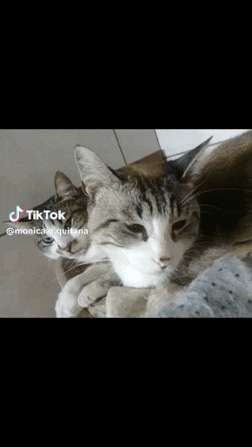 a cat laying on a cardboard box next to another cat laying on a tiled floor