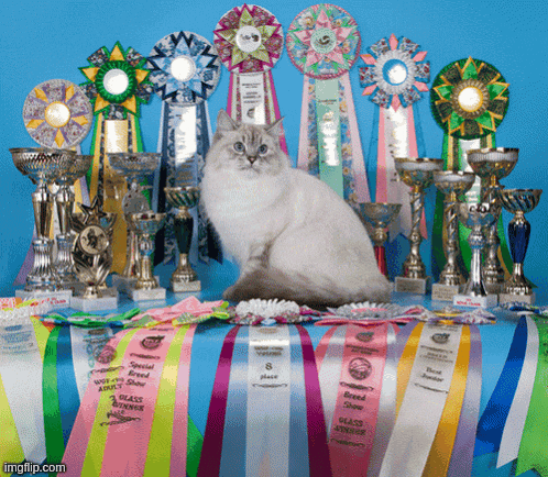 a cat is sitting in front of trophies and ribbons including one that says breed shop