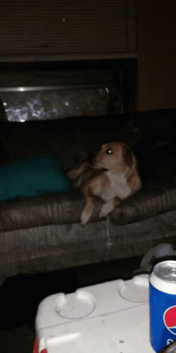 Shocked Dog GIF - Shocked Dog Gasp GIFs