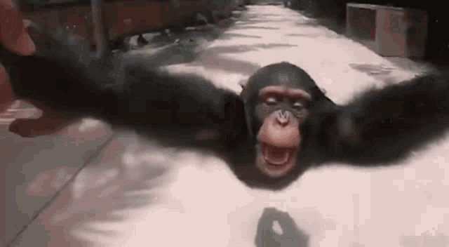Monyetguru Ape GIF - Monyetguru Ape Spin GIFs