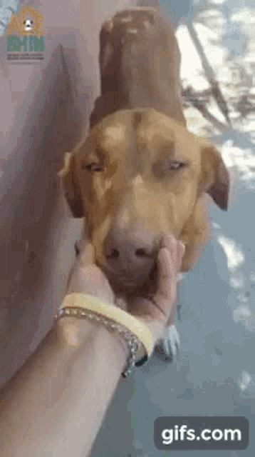 a person is petting a brown dog 's nose with a yellow wristband .