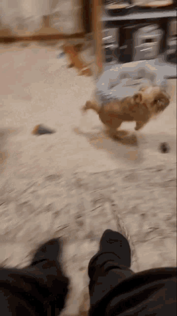 a dog is jumping in the air in a room with a person 's feet in the foreground
