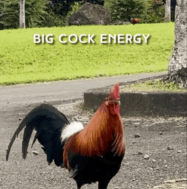 a rooster standing in front of a grassy field with the words big cock energy above it