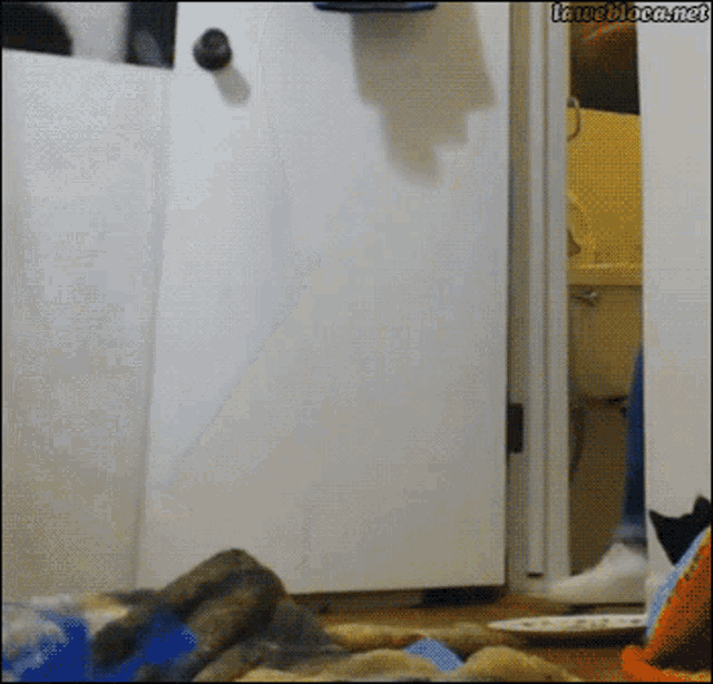 Kitten Clingy GIF - Kitten Clingy Dont Leave Me GIFs