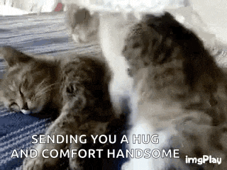 two cats are laying next to each other on a blanket on a bed .