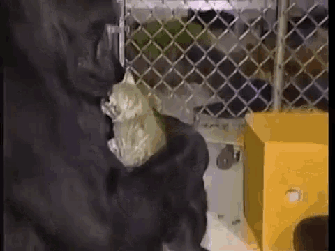 Koko Kitten GIF